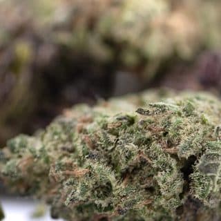 Daily Grape