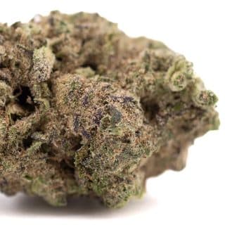 Gas Monkey