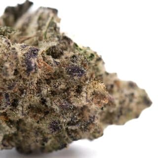 Gassa Purple