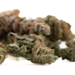 Gassa Purple