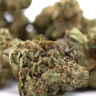 Gelato