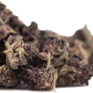 Purple Queen